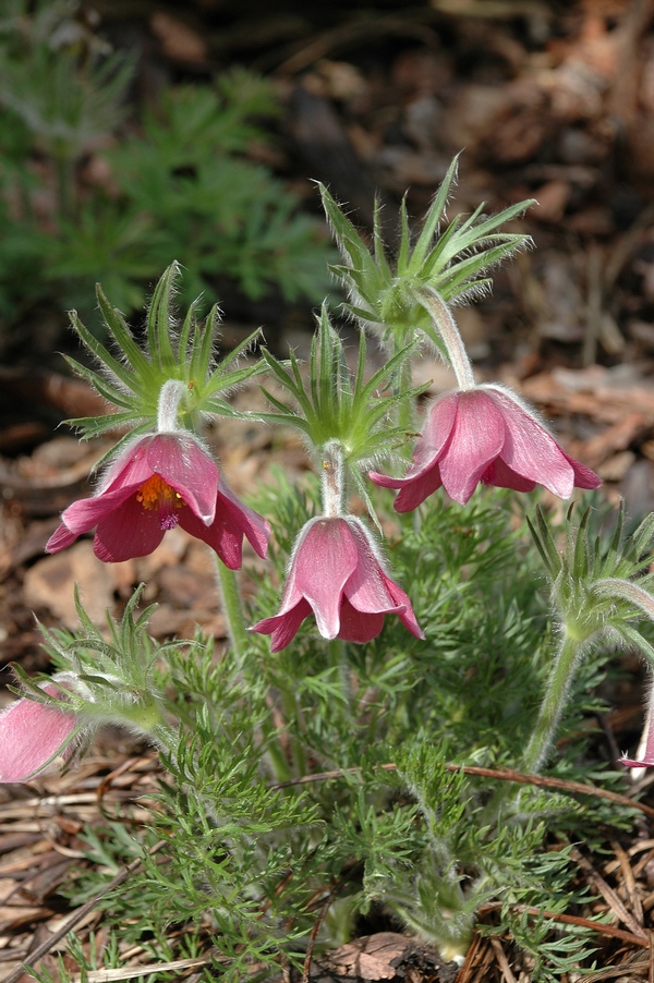 Image of Pulsatilla vulgaris specimen.