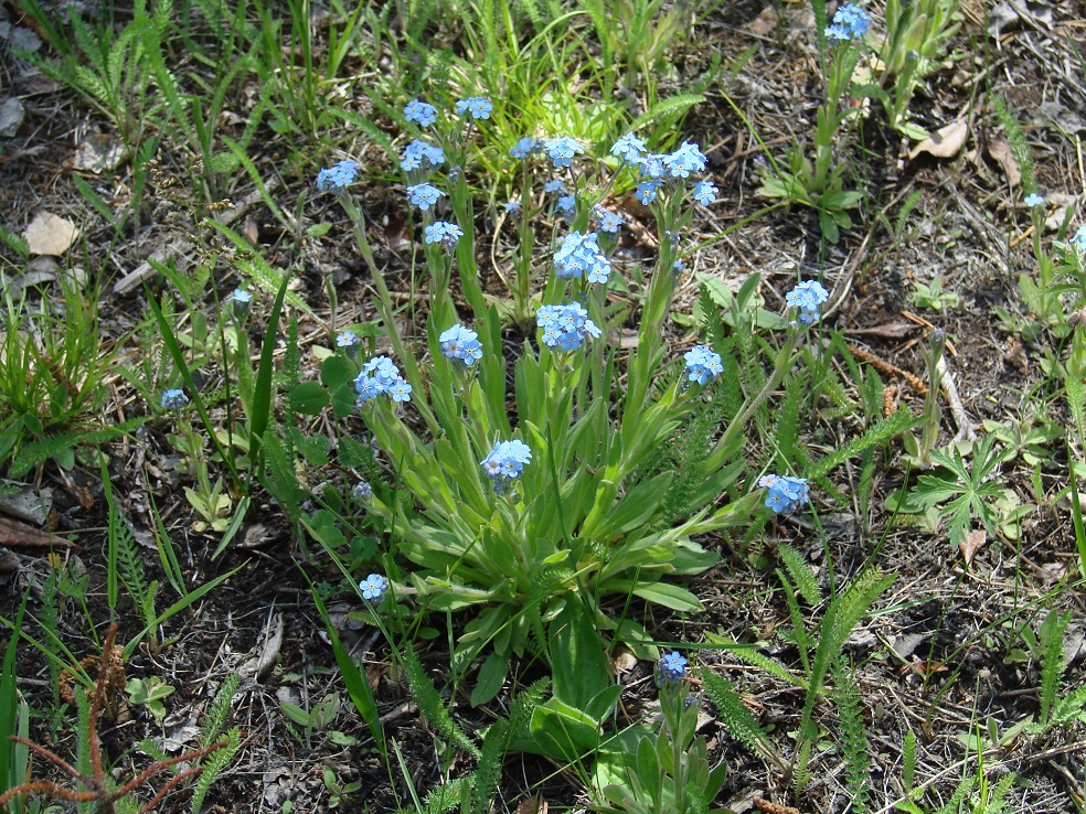 Image of Myosotis imitata specimen.