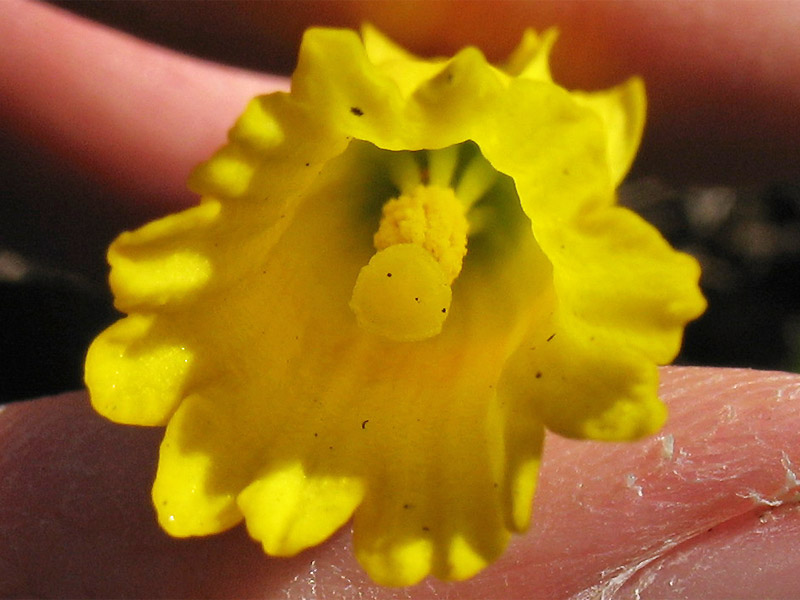 Image of Narcissus cyclamineus specimen.