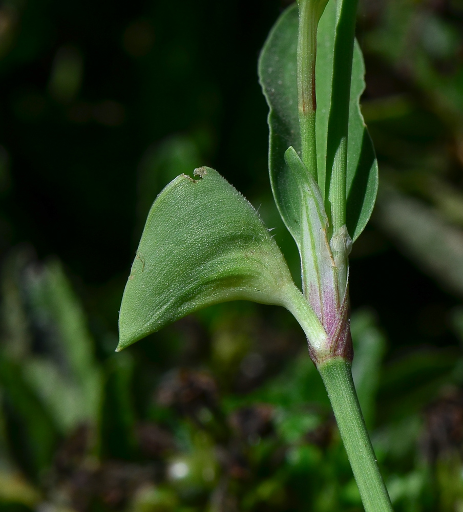 Image of Commelina erecta specimen.