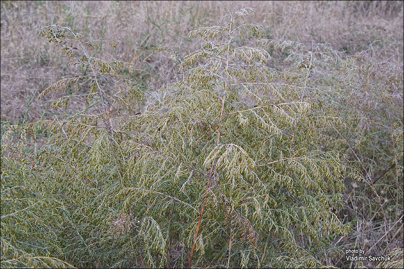 Изображение особи Artemisia santonicum.