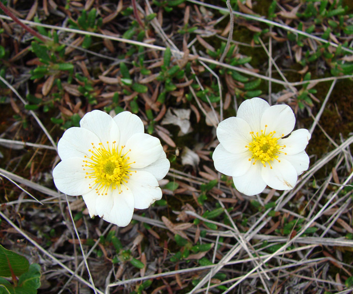 Image of Dryas crenulata specimen.