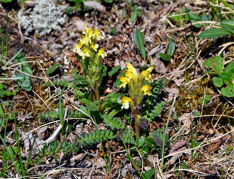 Image of Pedicularis oederi specimen.