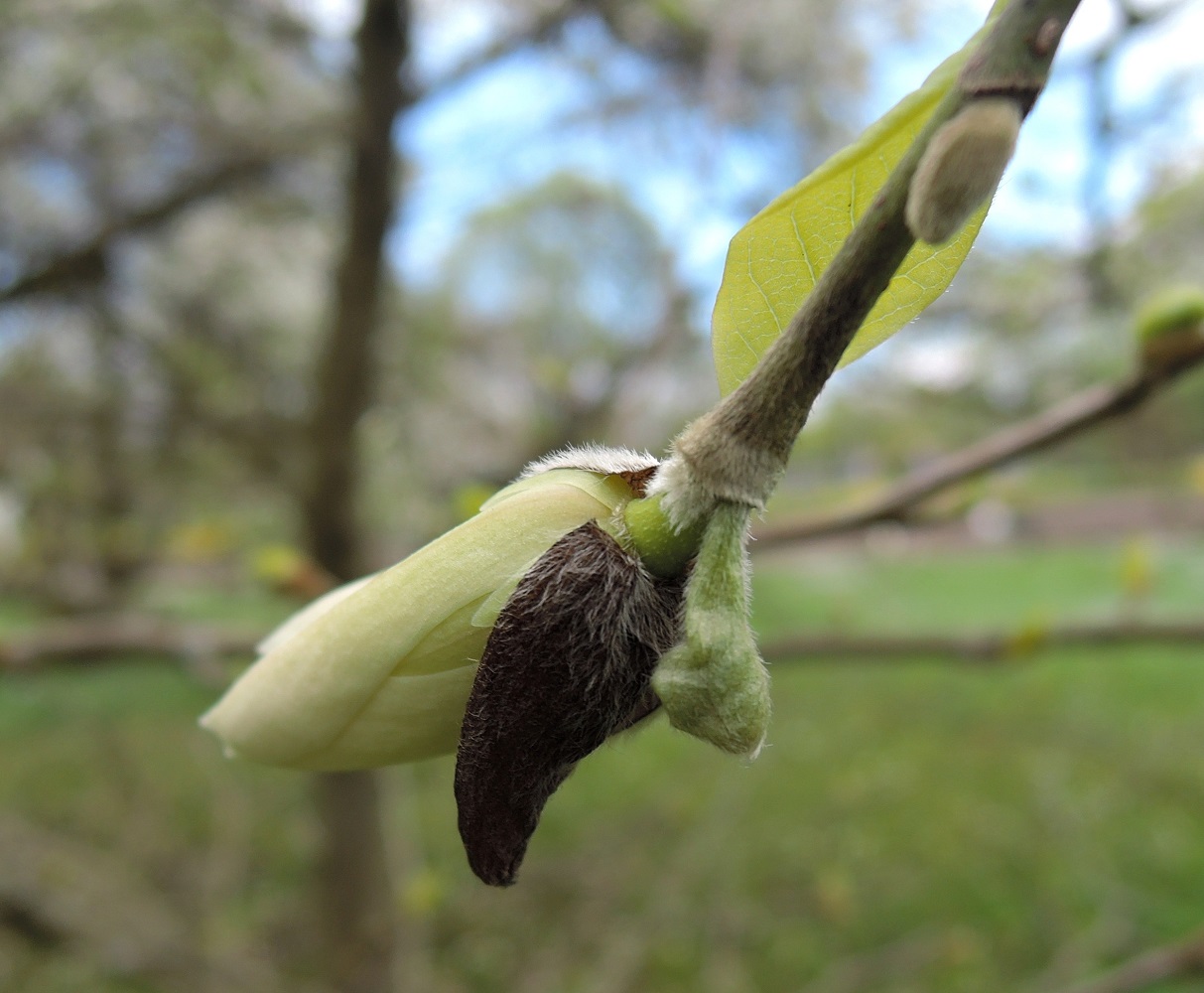 Image of Magnolia salicifolia specimen.