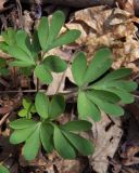 Corydalis solida