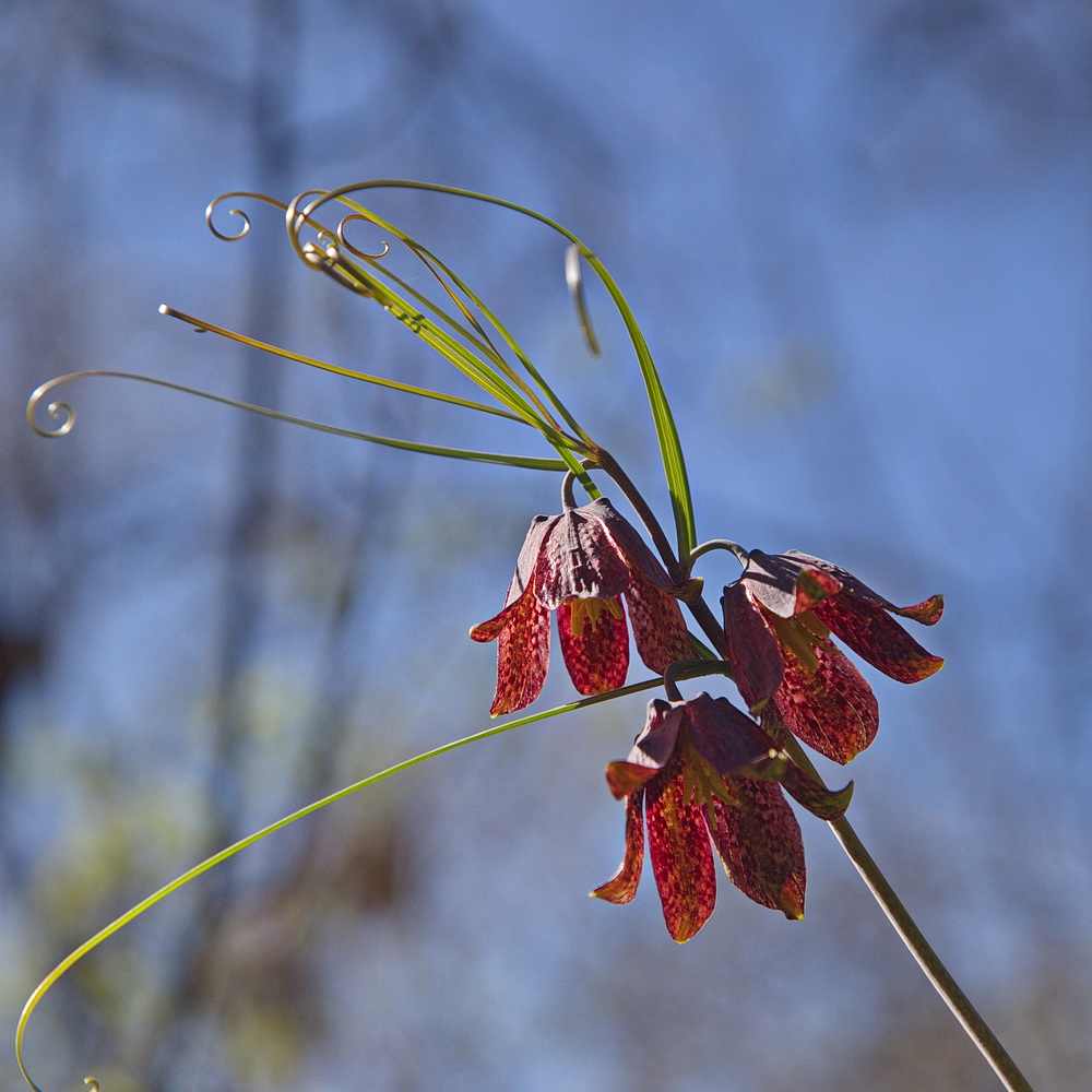 Image of Fritillaria ruthenica specimen.