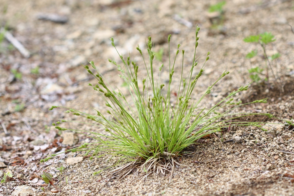 Изображение особи Carex leucochlora.