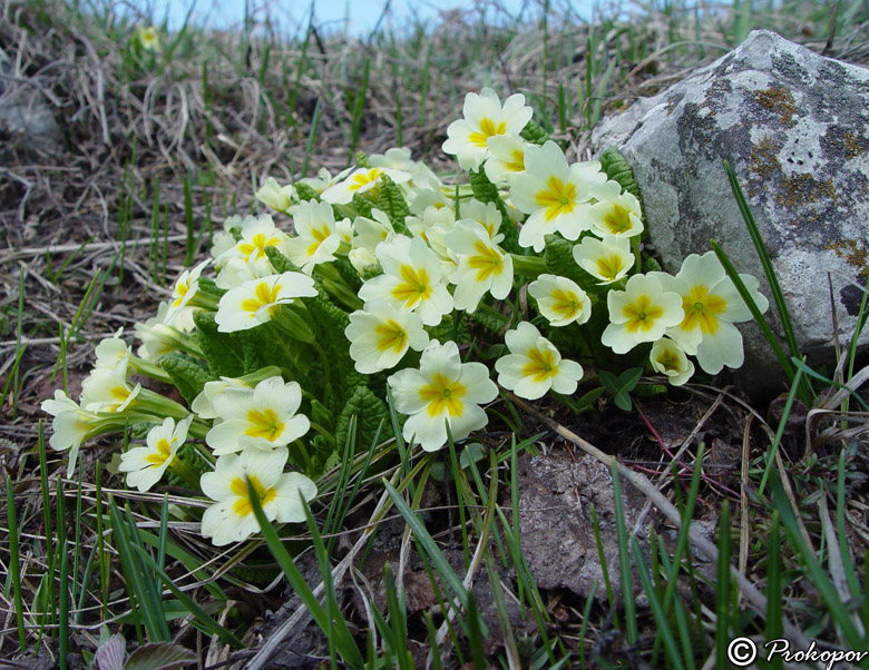 Изображение особи Primula vulgaris.