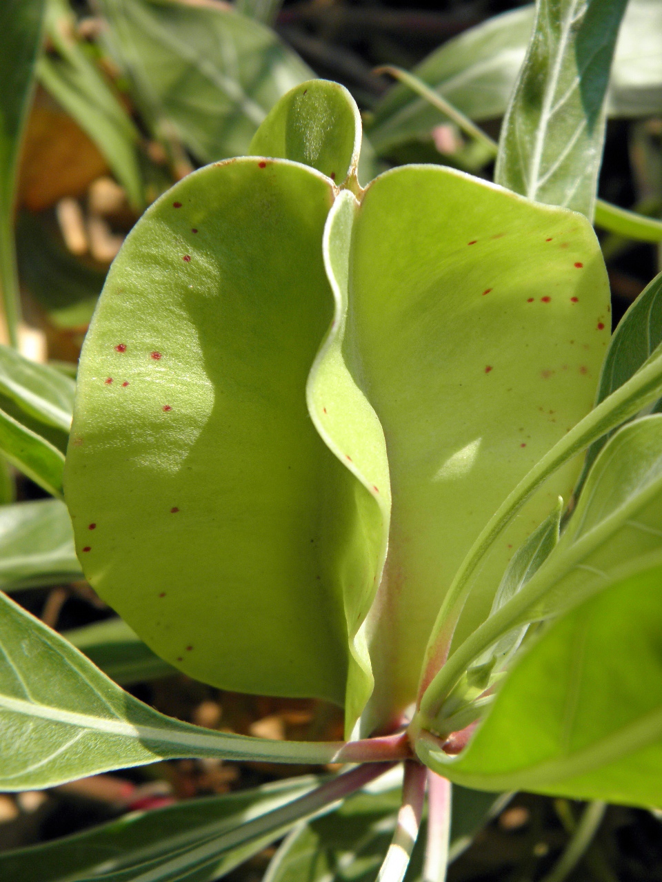 Image of Oenothera macrocarpa specimen.