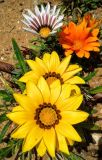 Gazania × hybrida. Соцветия. Израиль, г. Бат-Ям, в городском озеленении. 30.03.2016.