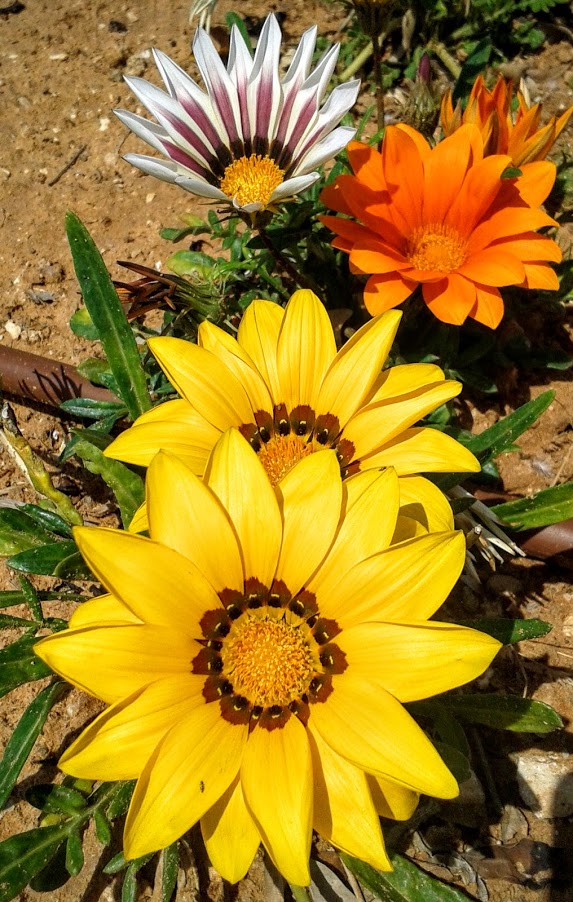 Изображение особи Gazania &times; hybrida.