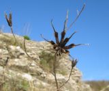 Nigella arvensis