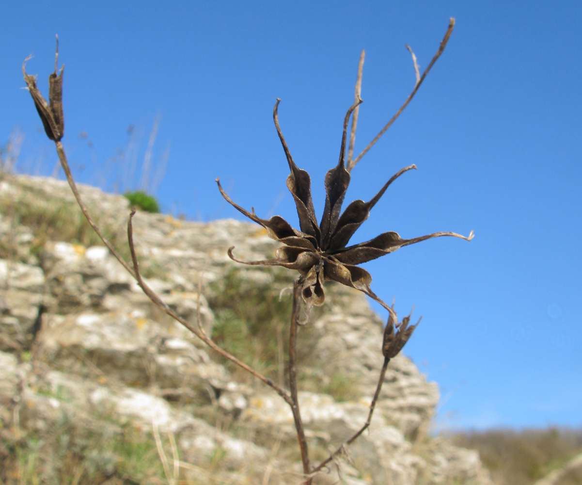 Image of Nigella arvensis specimen.