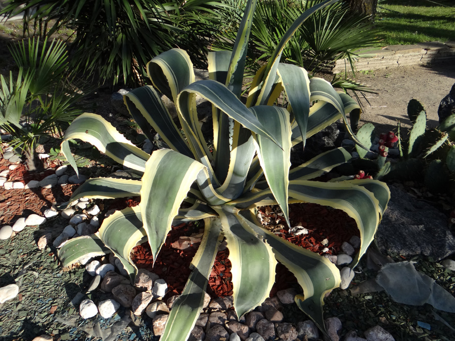 Image of Agave americana var. marginata specimen.