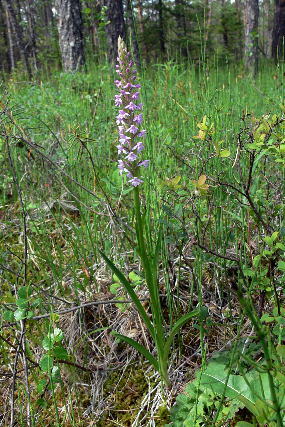 Изображение особи Gymnadenia conopsea.