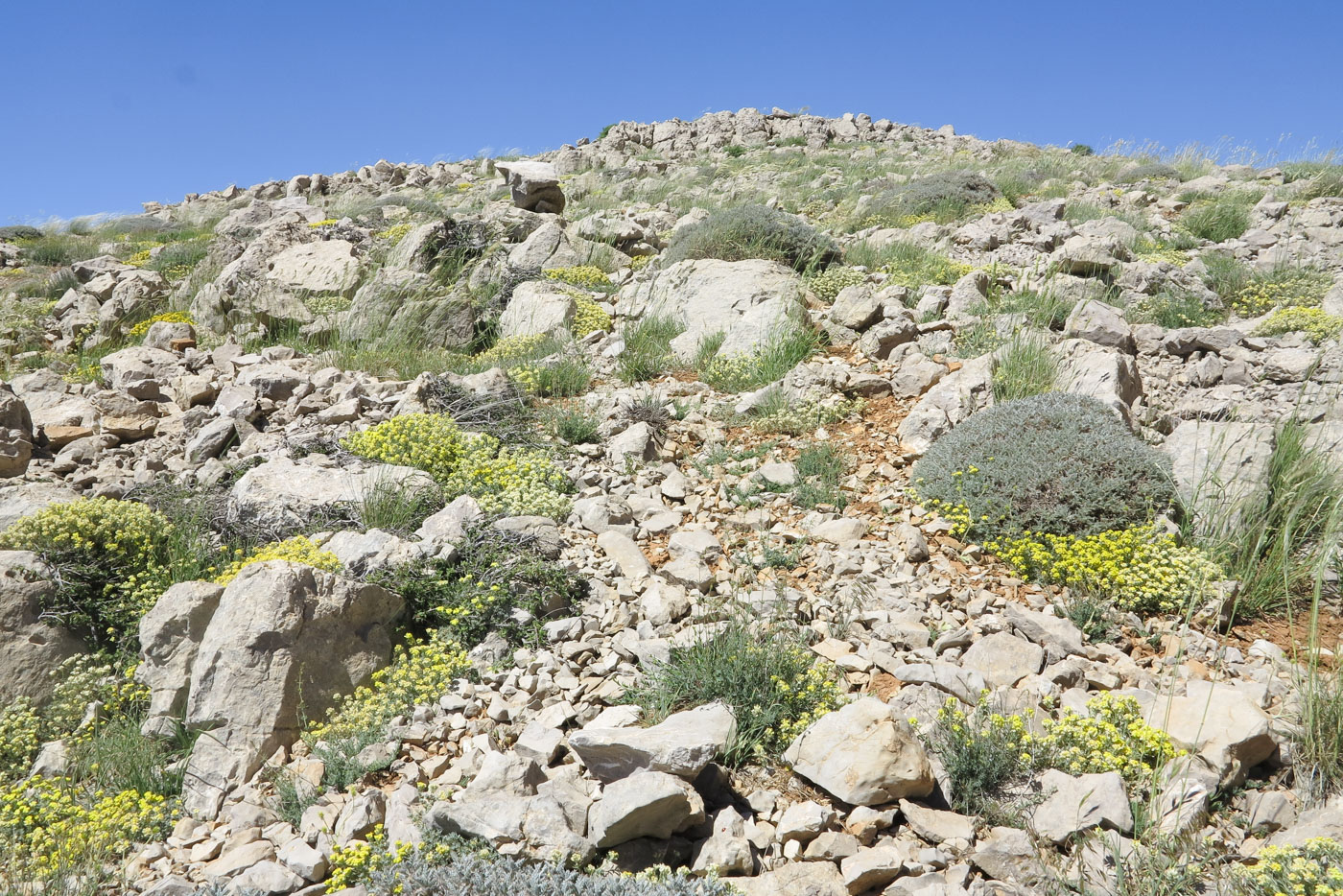 Image of Alyssum baumgartnerianum specimen.