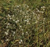 Centaurea diffusa