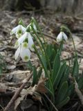 Galanthus caucasicus. Цветущие растения с аномальной окраской венчика. Ставропольский край, окр. Ставрополя, Русский лес. 24.03.2010.