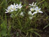 Ornithogalum divergens. Цветущие растения. Испания, автономное сообщество Каталония, провинция Жирона, комарка Баш Эмпорда, муниципалитет Калонже, лужайка. 31.03.2017.