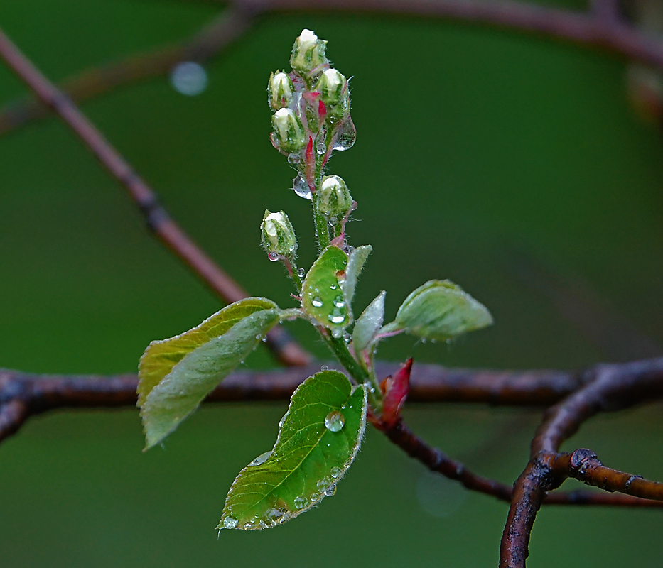 Image of Amelanchier spicata specimen.