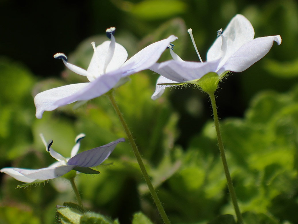 Изображение особи Veronica filiformis.