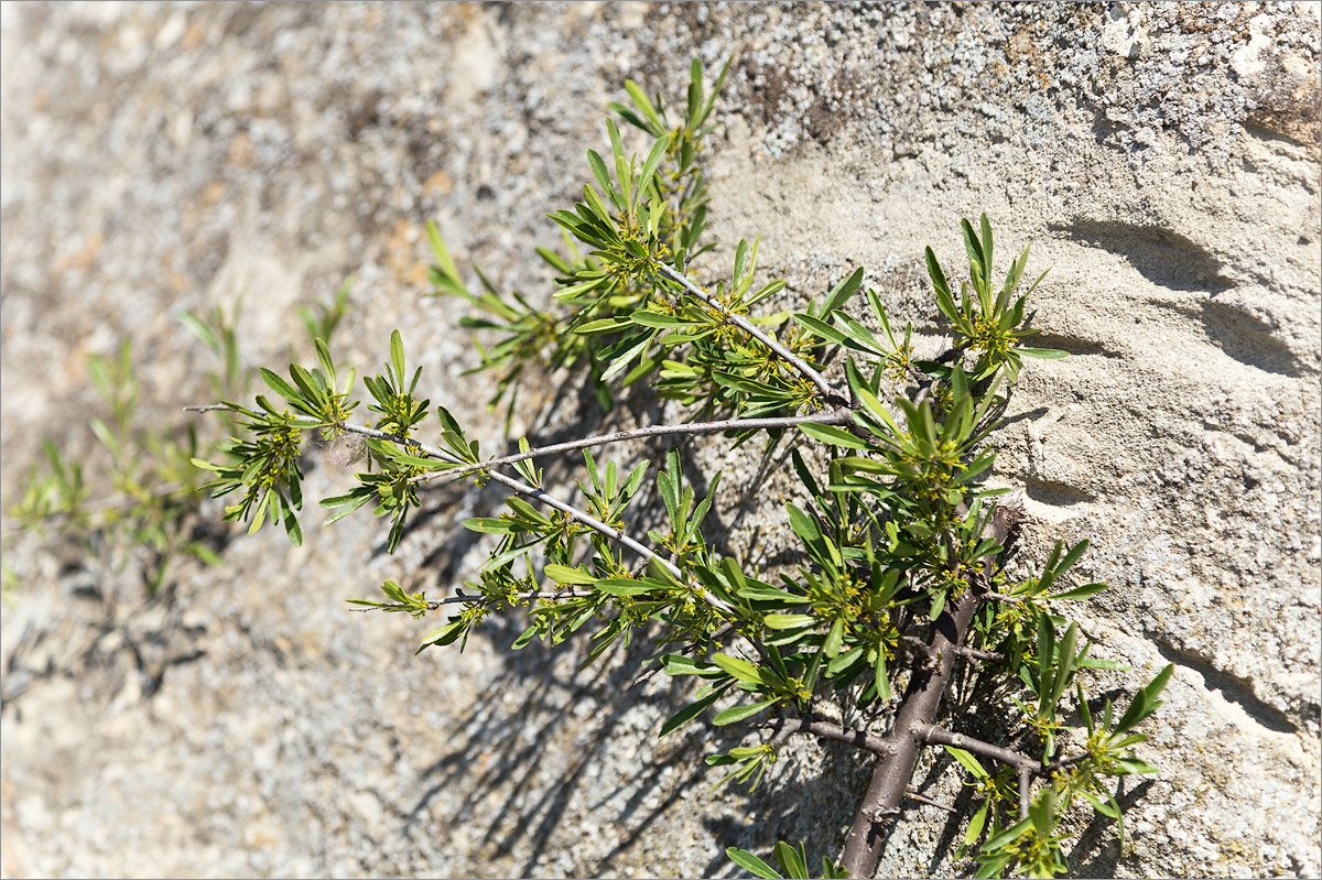 Image of Rhamnus erythroxyloides specimen.