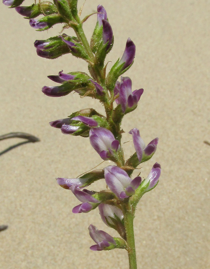 Image of Glycyrrhiza glabra specimen.