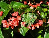 genus Begonia. Верхушка побега цветущего растения. Испания, г. Мадрид, озеленение. Октябрь.