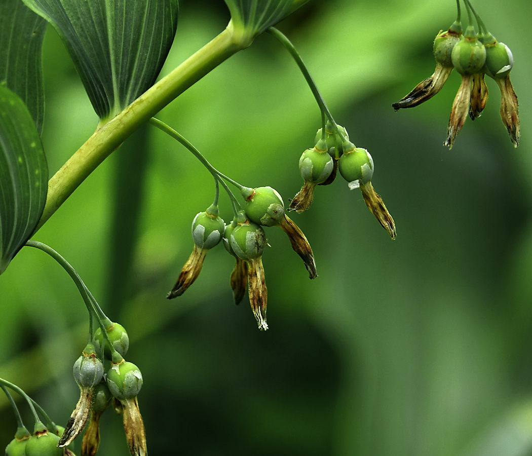 Image of Polygonatum multiflorum specimen.