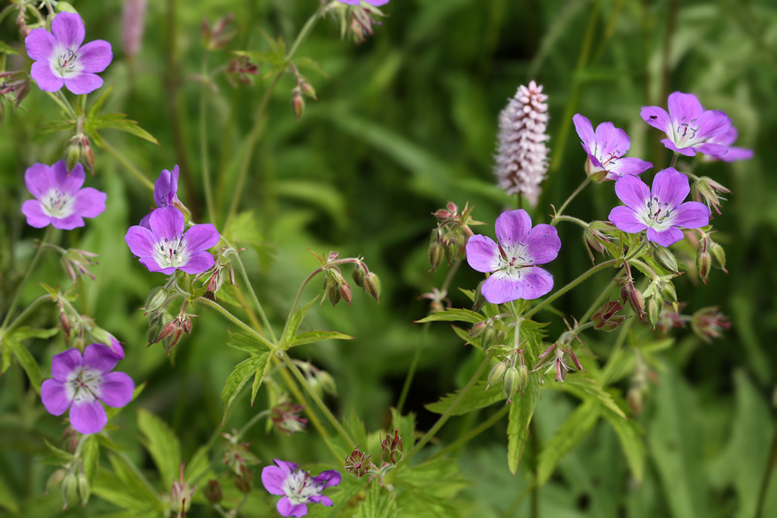 Image of Geranium sylvaticum specimen.