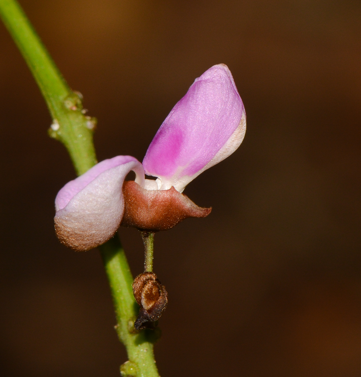 Изображение особи Pongamia pinnata.