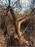 Salix triandra. Ствол дерева с отслаивающейся корой. Чувашия, окр. г. Шумерля, пойма р. Паланка, садовое товарищество. 24 апреля 2010 г.