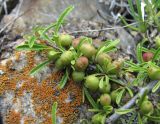 Rhamnus tortuosa. Часть ветви с незрелыми плодами. Кабардино-Балкария, Эльбрусский р-н, окр. пос. Эльбрус, ок. 1900 м н.у.м., скала. 29.07.2017.