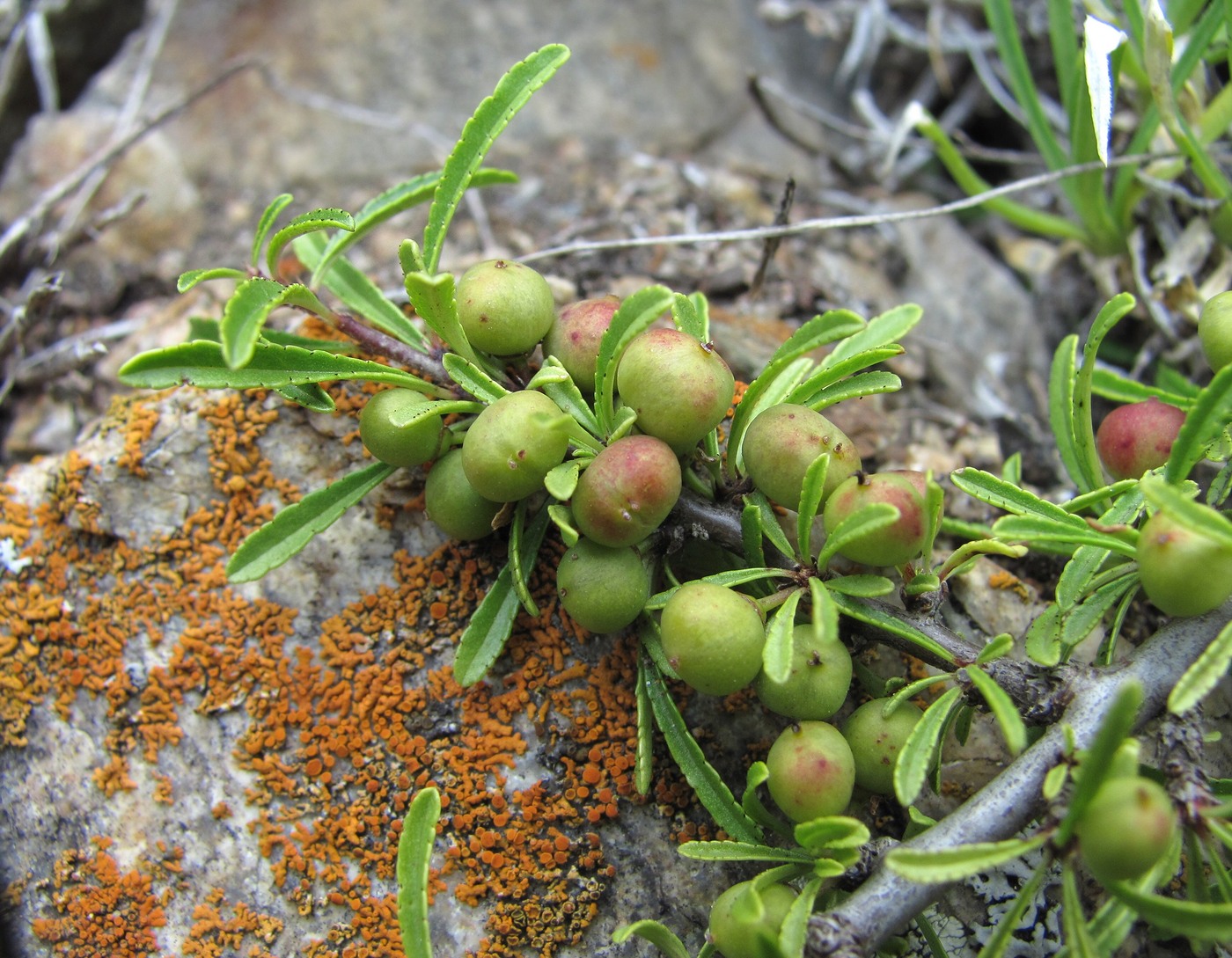 Изображение особи Rhamnus tortuosa.