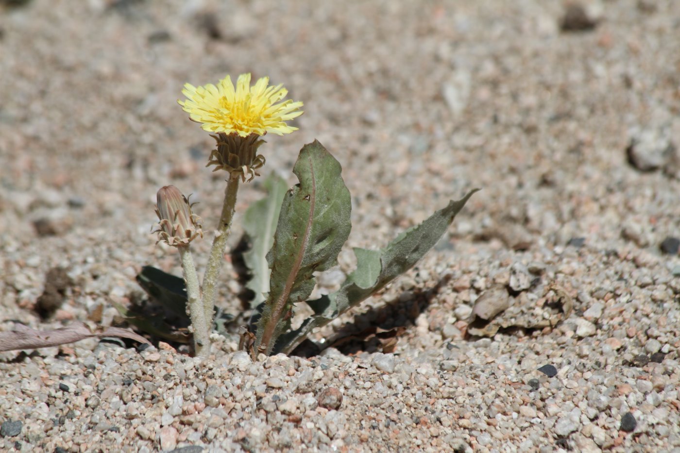 Изображение особи род Taraxacum.