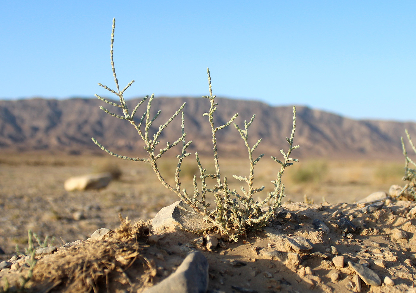 Image of Girgensohnia oppositiflora specimen.