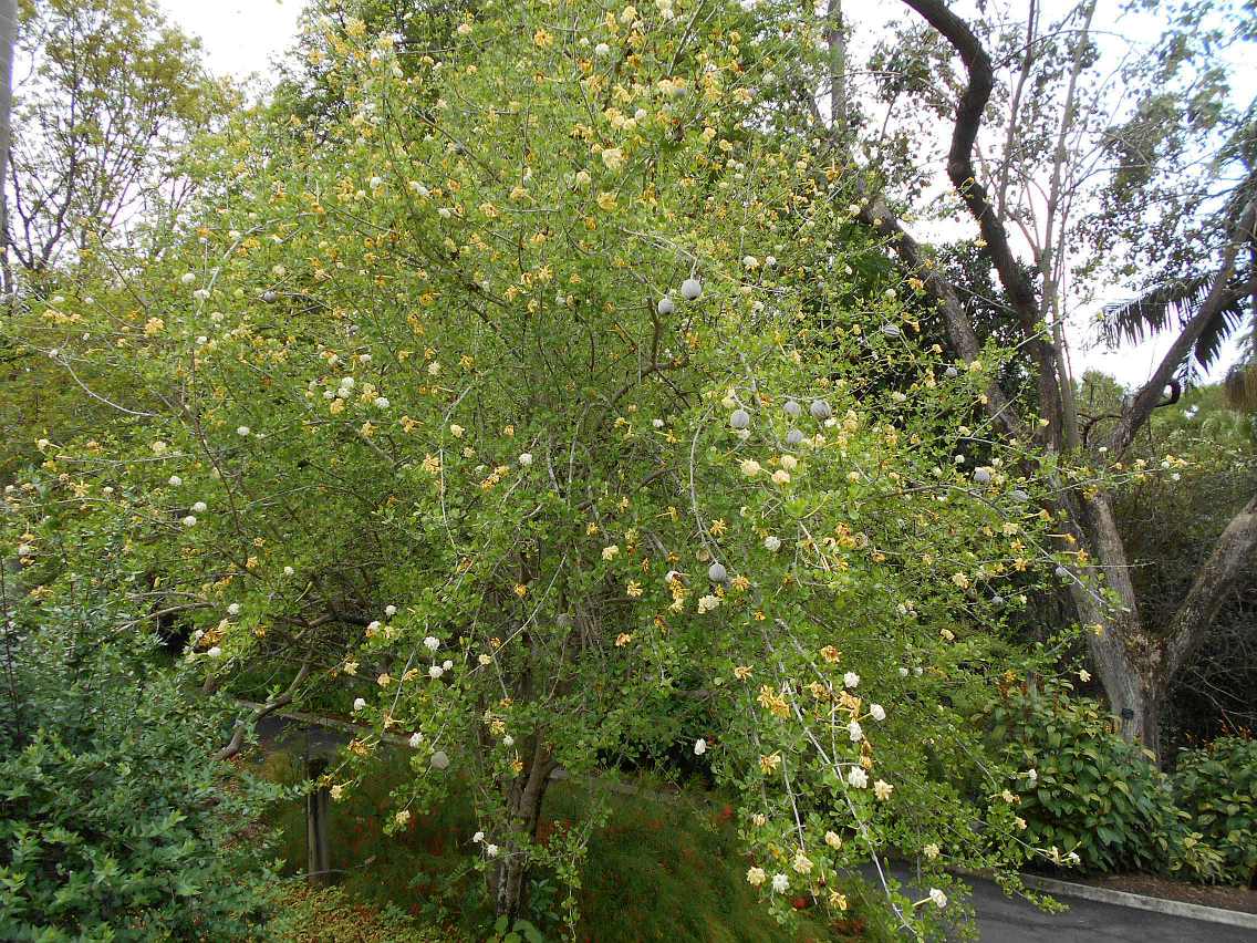 Image of Gardenia volkensii ssp. spathulifolia specimen.