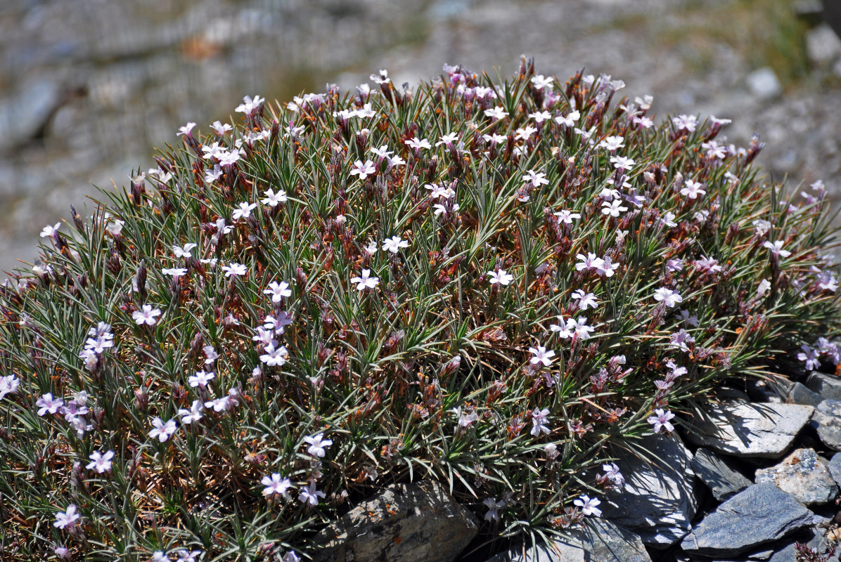 Image of genus Acantholimon specimen.