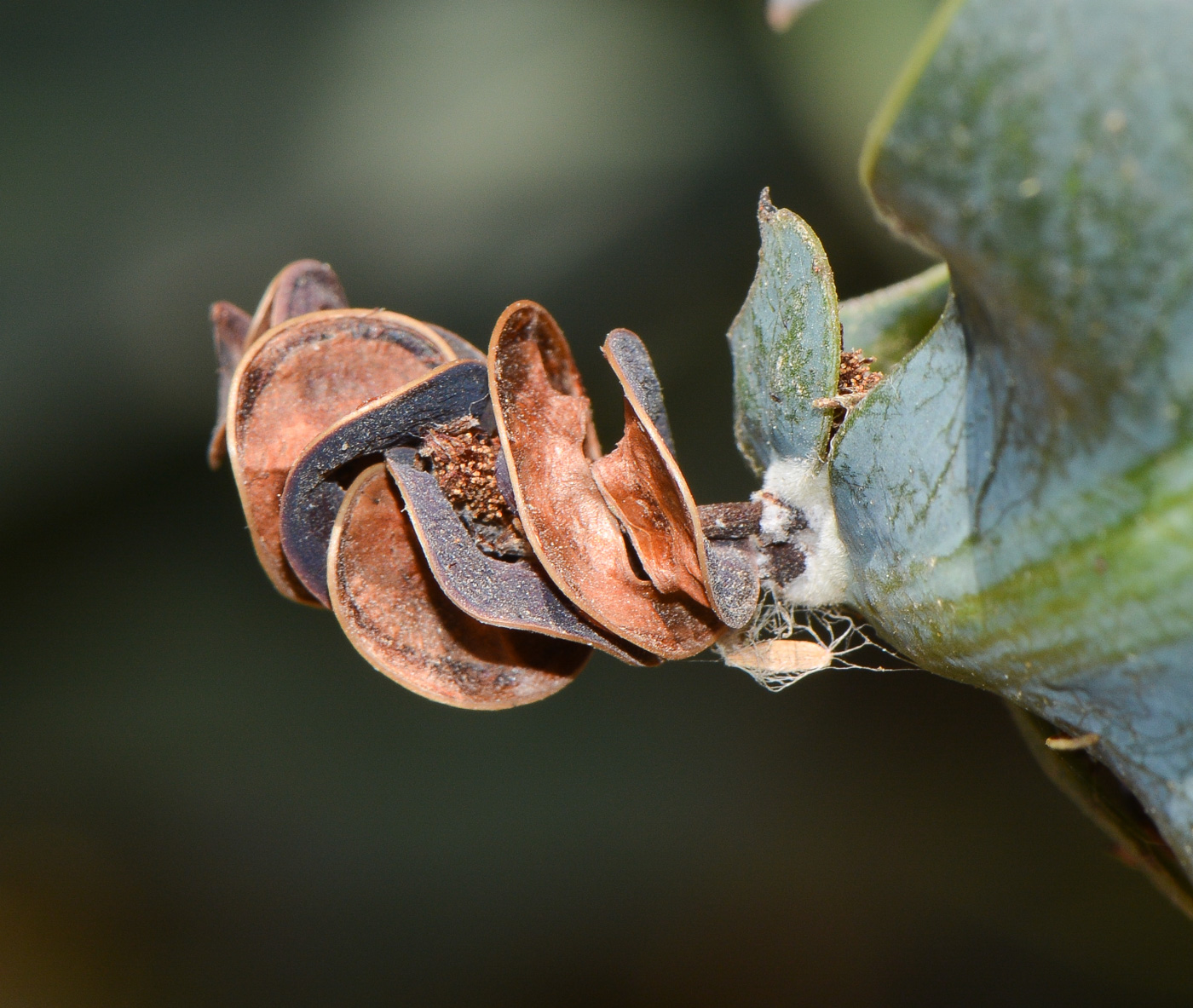 Image of Acacia glaucoptera specimen.