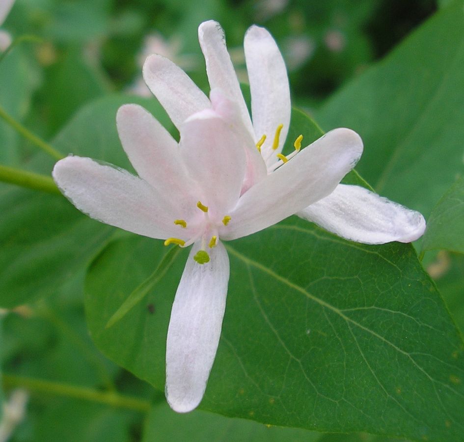 Image of Lonicera tatarica specimen.