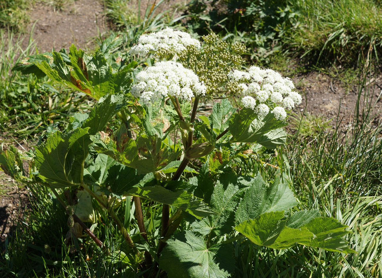 Изображение особи род Heracleum.