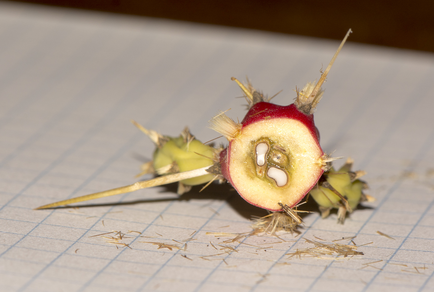 Image of Cylindropuntia leptocaulis specimen.