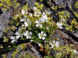 Cerastium polymorphum