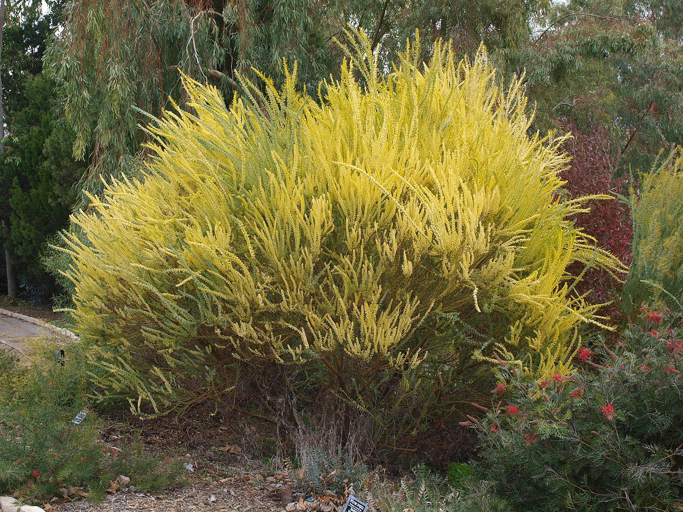 Изображение особи Acacia cultriformis.