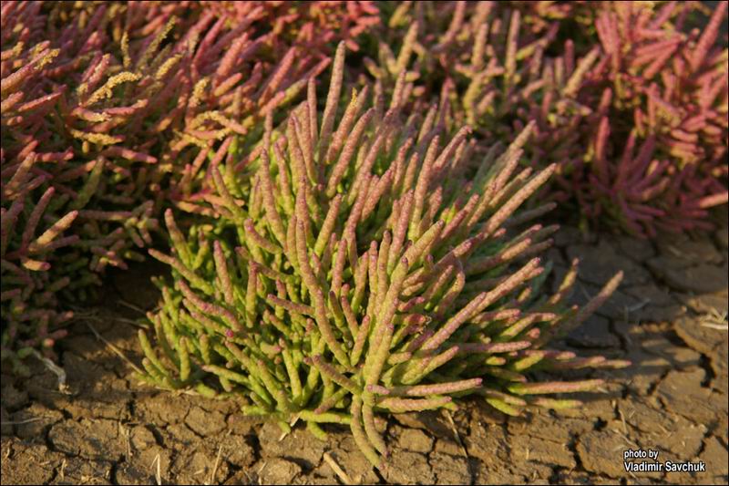 Изображение особи Salicornia perennans.