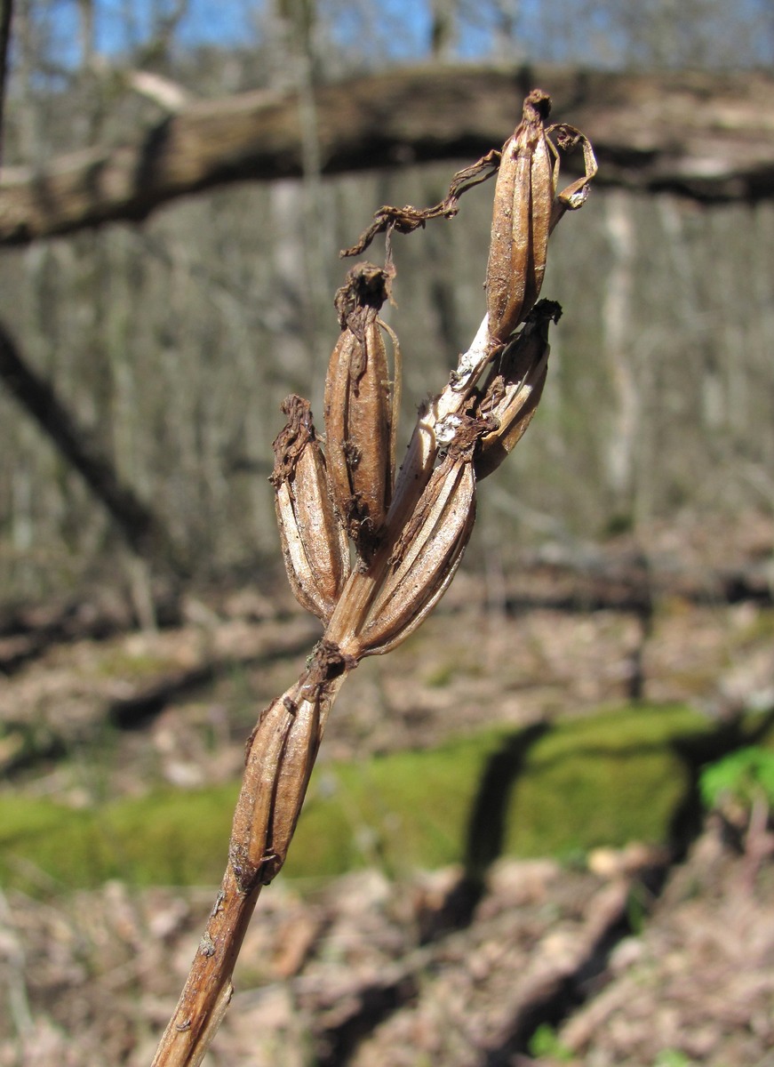 Image of Orchis mascula specimen.