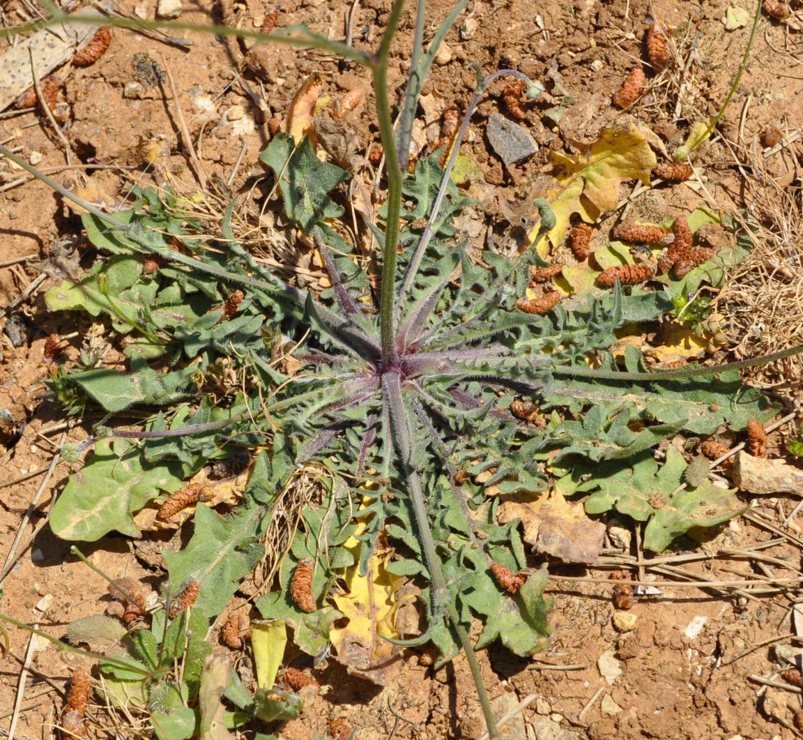 Image of familia Asteraceae specimen.