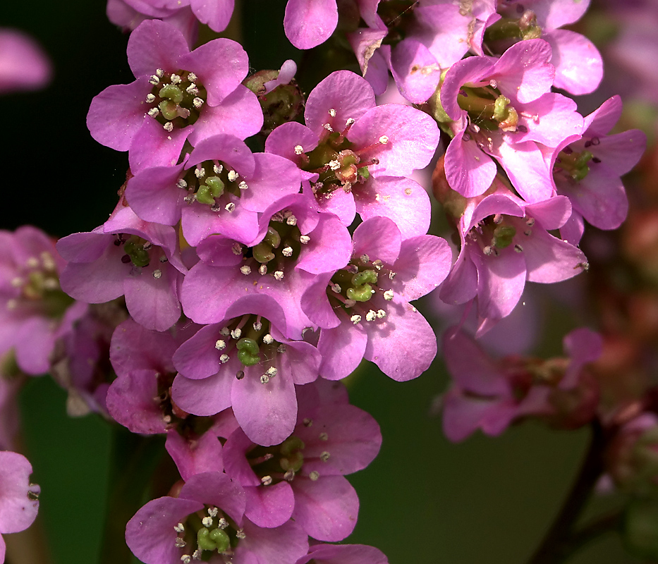 Image of Bergenia crassifolia specimen.