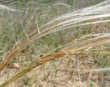 Stipa borysthenica. Части соцветий при плодах. Крым, Керченский п-ов, побережье Казантипского залива в окр. с. Песочное, закреплённые пески. 22 мая 2018 г.