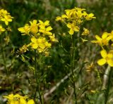 Bunias orientalis. Соцветия с цветками и завязями. Горный Крым, Долгоруковская яйла. 03.06.2018.